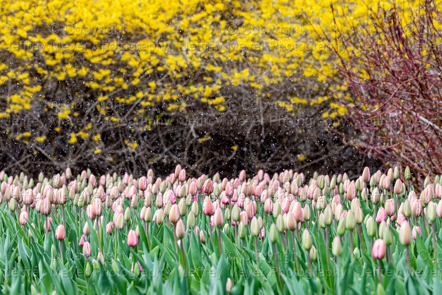 Tulips and Snow Flakes 