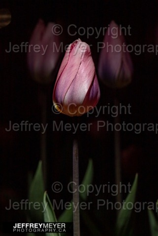 Tulip Portraits 