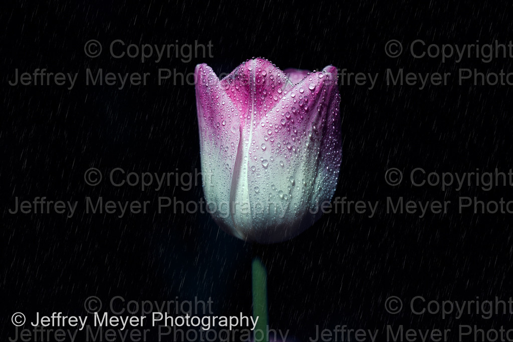Tulip in the rain 
