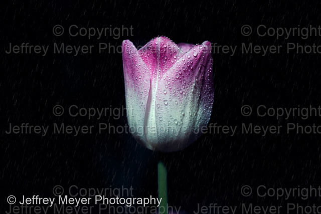 Tulip and rain 