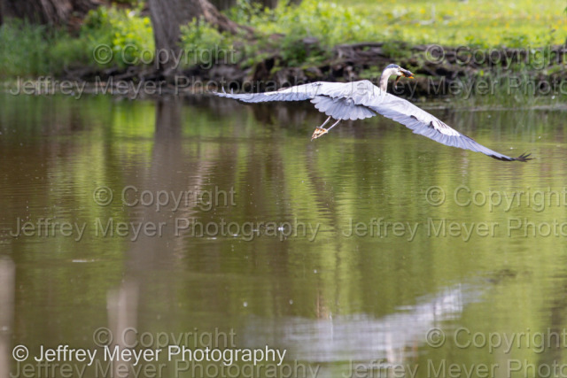 Heron catches a fish | The Dominion Arboretum at the Central Experimental Farm 