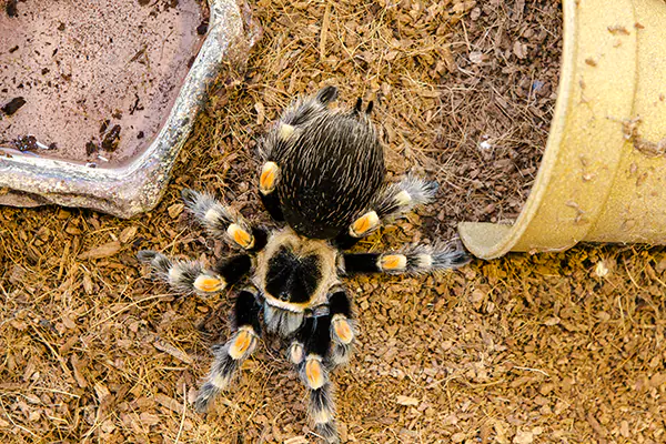 ottawa-pet-ptographer-tarantulas.webp